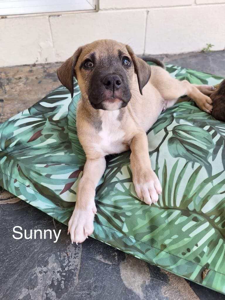 Sunny Sunny